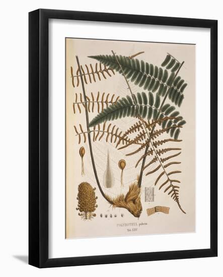 Polybotrya Pubens-null-Framed Giclee Print