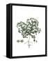 Polycarpon Tetraphyllum, Flora Graeca-Ferdinand Bauer-Framed Stretched Canvas