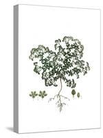 Polycarpon Tetraphyllum, Flora Graeca-Ferdinand Bauer-Stretched Canvas