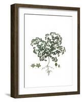 Polycarpon Tetraphyllum, Flora Graeca-Ferdinand Bauer-Framed Giclee Print