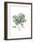 Polycarpon Tetraphyllum, Flora Graeca-Ferdinand Bauer-Framed Giclee Print