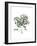 Polycarpon Tetraphyllum, Flora Graeca-Ferdinand Bauer-Framed Giclee Print