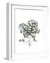 Polycarpon Tetraphyllum, Flora Graeca-Ferdinand Bauer-Framed Giclee Print