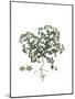 Polycarpon Tetraphyllum, Flora Graeca-Ferdinand Bauer-Mounted Giclee Print