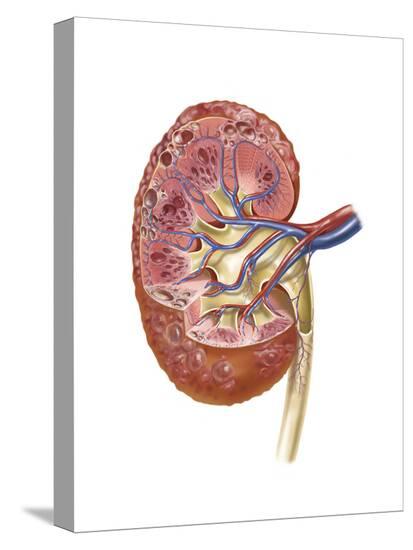 Stretched Canvas Print, , large