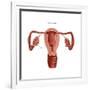 Polycystic Ovaries-Gwen Shockey-Framed Art Print