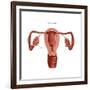 Polycystic Ovaries-Gwen Shockey-Framed Art Print