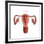 Polycystic Ovaries-Gwen Shockey-Framed Art Print