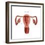 Polycystic Ovaries-Gwen Shockey-Framed Art Print