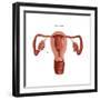 Polycystic Ovaries-Gwen Shockey-Framed Art Print