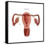 Polycystic Ovaries-Gwen Shockey-Framed Stretched Canvas