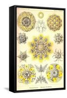 Polycytaria Radiolaria-Ernst Haeckel-Framed Stretched Canvas