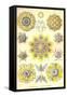 Polycytaria Radiolaria-Ernst Haeckel-Framed Stretched Canvas