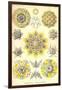 Polycytaria Radiolaria-Ernst Haeckel-Framed Art Print