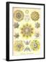 Polycytaria Radiolaria-Ernst Haeckel-Framed Art Print