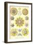 Polycytaria Radiolaria-Ernst Haeckel-Framed Art Print