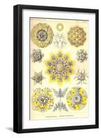 Polycytaria Radiolaria-Ernst Haeckel-Framed Art Print