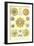 Polycytaria Radiolaria-Ernst Haeckel-Framed Art Print