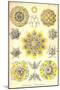 Polycytaria Radiolaria-Ernst Haeckel-Mounted Art Print