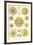 Polycytaria Radiolaria-Ernst Haeckel-Framed Art Print