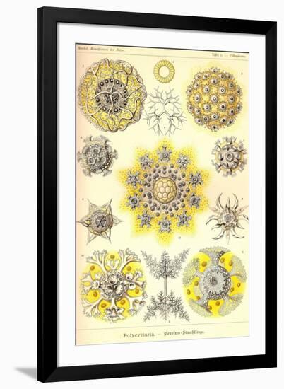 Polycytaria Radiolaria-Ernst Haeckel-Framed Art Print