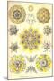 Polycytaria Radiolaria-Ernst Haeckel-Mounted Art Print