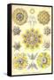 Polycytaria Radiolaria-Ernst Haeckel-Framed Stretched Canvas