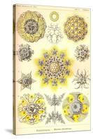 Polycytaria Radiolaria-Ernst Haeckel-Stretched Canvas