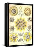 Polycytaria Radiolaria-Ernst Haeckel-Framed Stretched Canvas