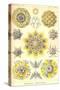 Polycytaria Radiolaria-Ernst Haeckel-Stretched Canvas
