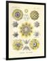 Polycyttaria, 1899-1904-null-Framed Giclee Print