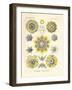 Polycyttaria, 1899-1904-null-Framed Giclee Print