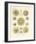 Polycyttaria, 1899-1904-null-Framed Giclee Print