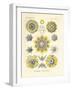 Polycyttaria, 1899-1904-null-Framed Giclee Print