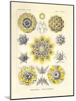 Polycyttaria, 1899-1904-null-Mounted Giclee Print