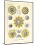 Polycyttaria, 1899-1904-null-Mounted Giclee Print