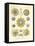 Polycyttaria, 1899-1904-null-Framed Stretched Canvas