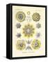 Polycyttaria, 1899-1904-null-Framed Stretched Canvas