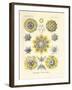 Polycyttaria, 1899-1904-null-Framed Giclee Print