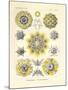 Polycyttaria, 1899-1904-null-Mounted Giclee Print