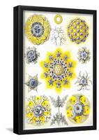 Polycyttaria Nature Art Print Poster by Ernst Haeckel-null-Framed Poster