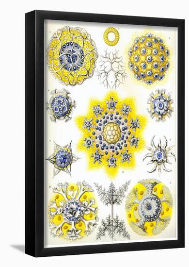 Polycyttaria Nature Art Print Poster by Ernst Haeckel-null-Framed Poster