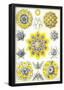 Polycyttaria Nature Art Print Poster by Ernst Haeckel-null-Framed Poster