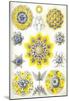 Polycyttaria Nature Art Print Poster by Ernst Haeckel-null-Mounted Poster