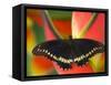 Polydamas Swallowtail Butterfly on Heliconia Flower-Darrell Gulin-Framed Stretched Canvas