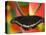 Polydamas Swallowtail Butterfly on Heliconia Flower-Darrell Gulin-Stretched Canvas