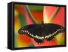 Polydamas Swallowtail Butterfly on Heliconia Flower-Darrell Gulin-Framed Stretched Canvas