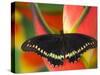 Polydamas Swallowtail Butterfly on Heliconia Flower-Darrell Gulin-Stretched Canvas