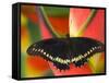 Polydamas Swallowtail Butterfly on Heliconia Flower-Darrell Gulin-Framed Stretched Canvas