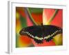 Polydamas Swallowtail Butterfly on Heliconia Flower-Darrell Gulin-Framed Photographic Print